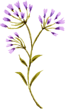 花イラスト