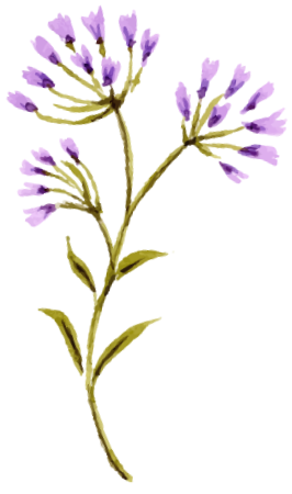 花イラスト