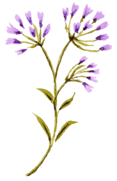 花イラスト